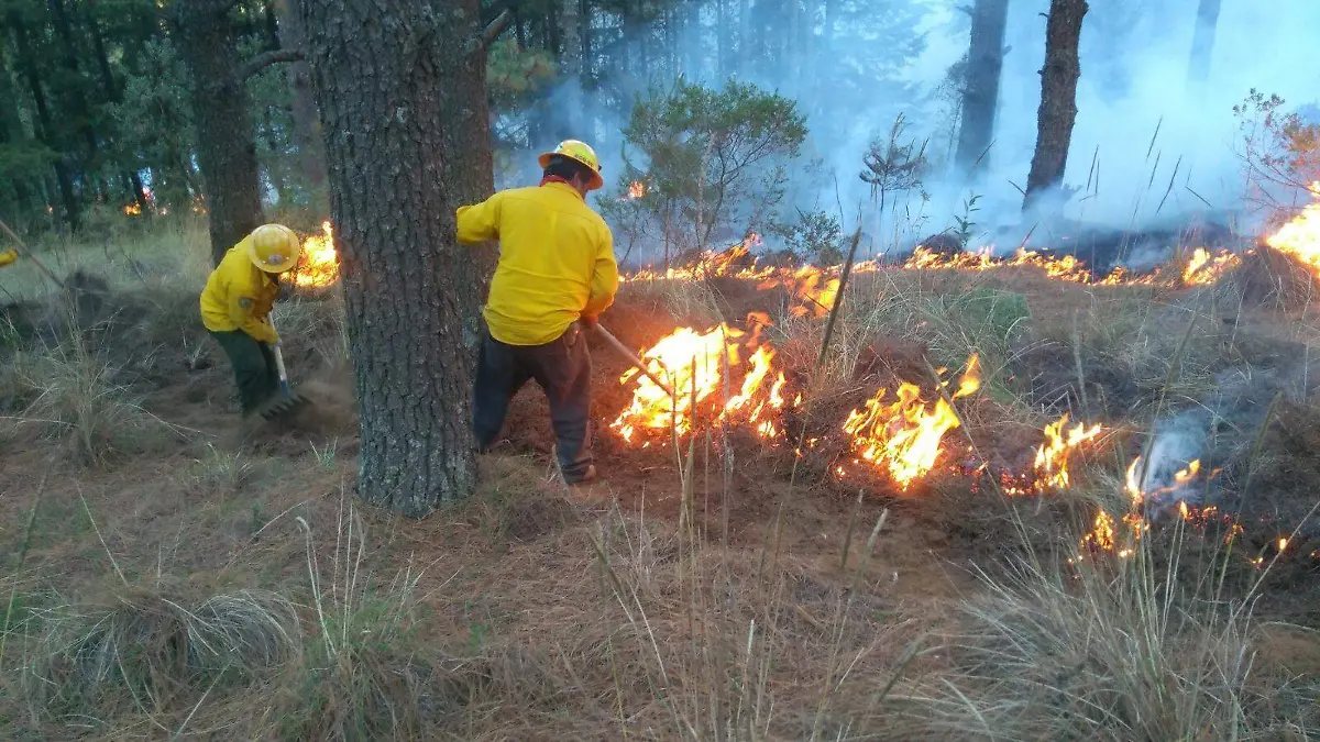 INCENDIOS VOLUNTARIOS1